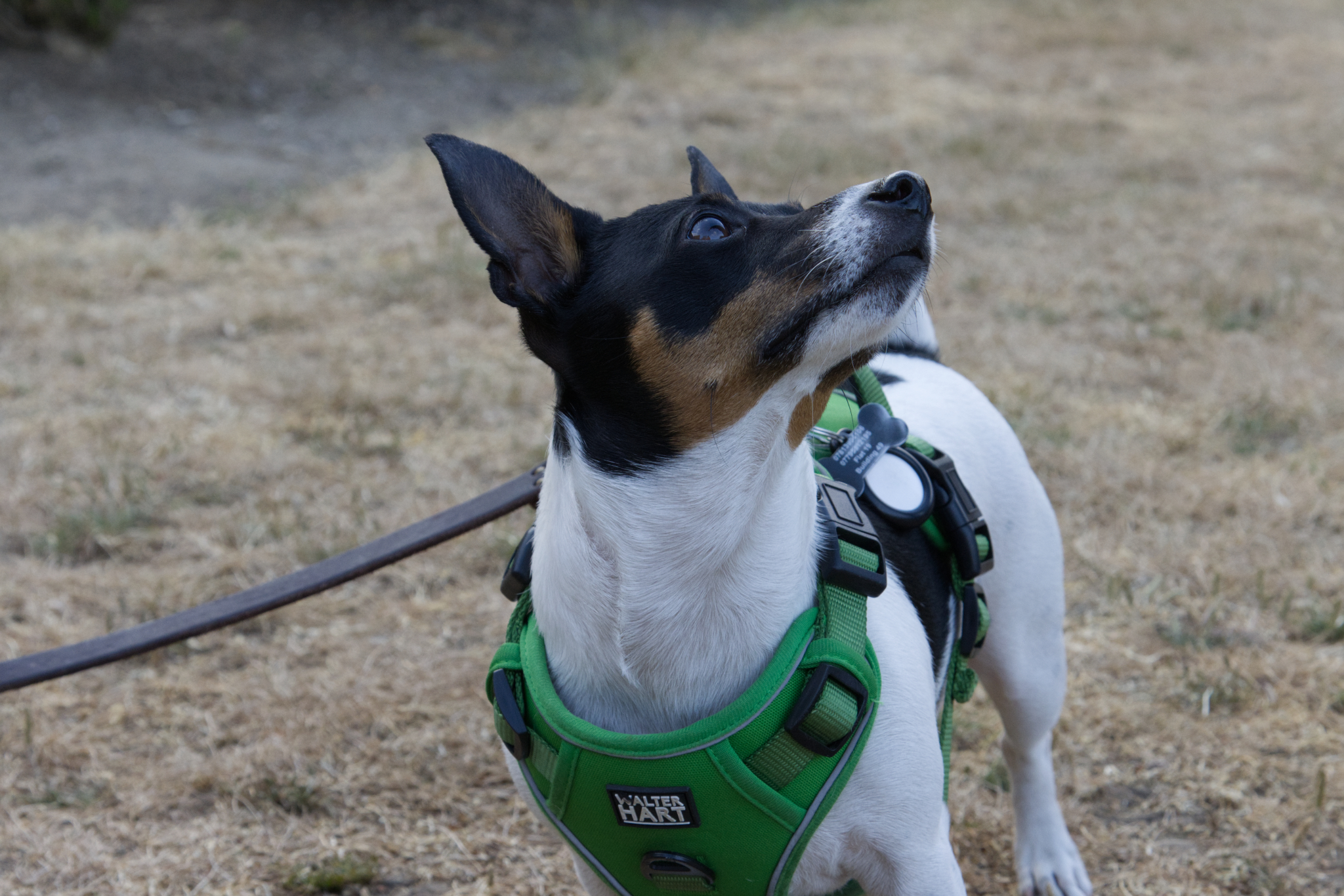 terrier looking up at its owner
