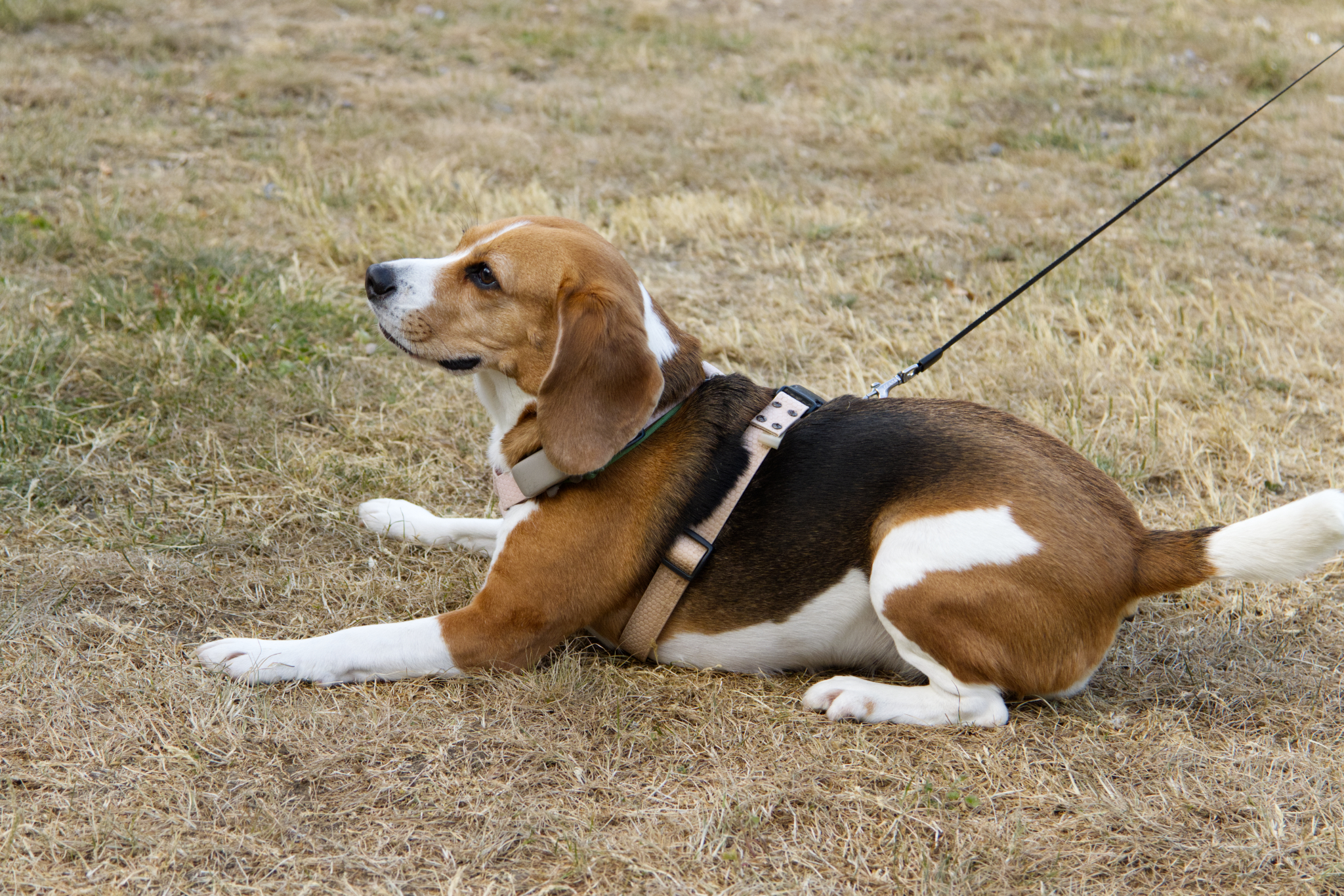 beagle lying on the grass