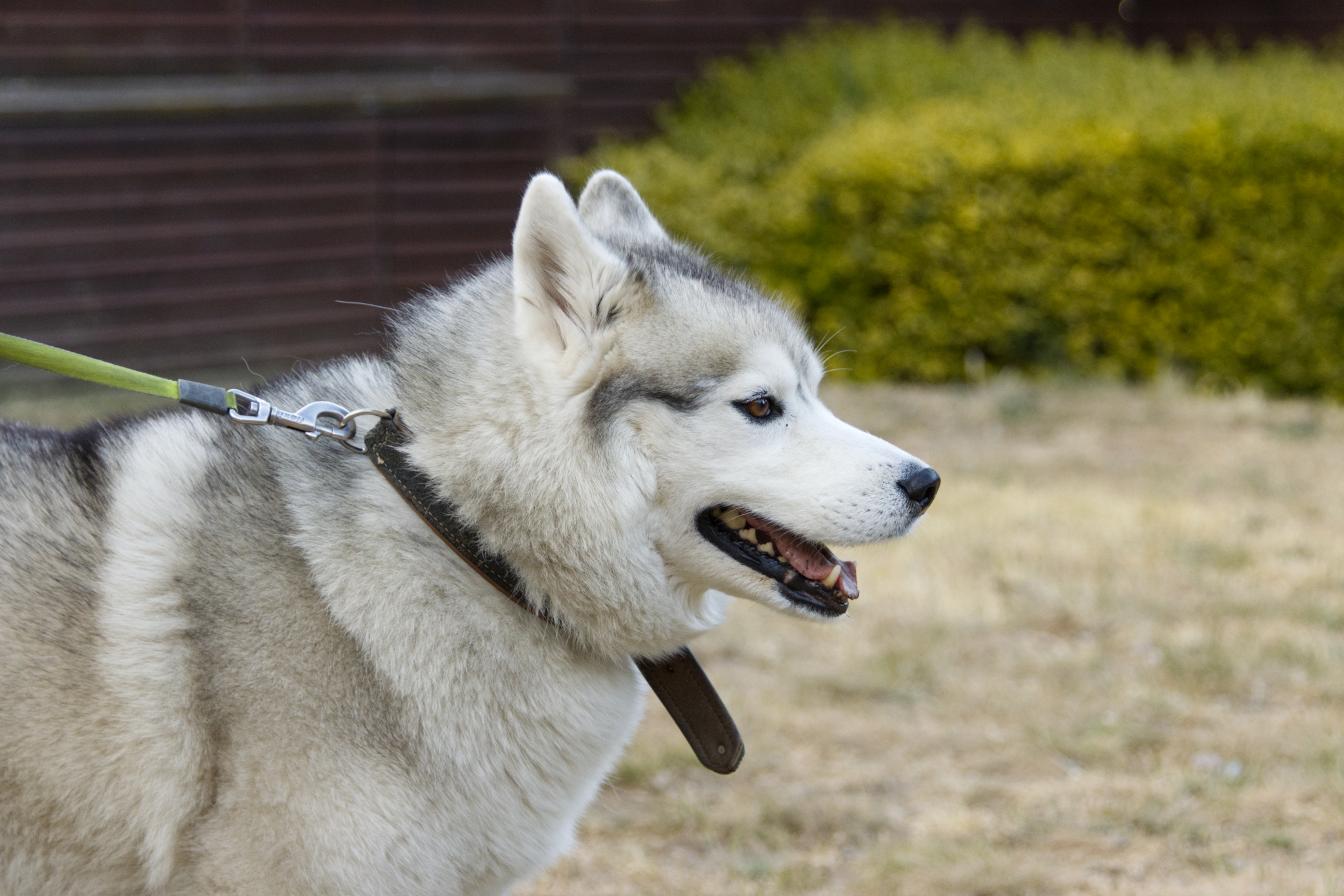 husky peacefully waiting