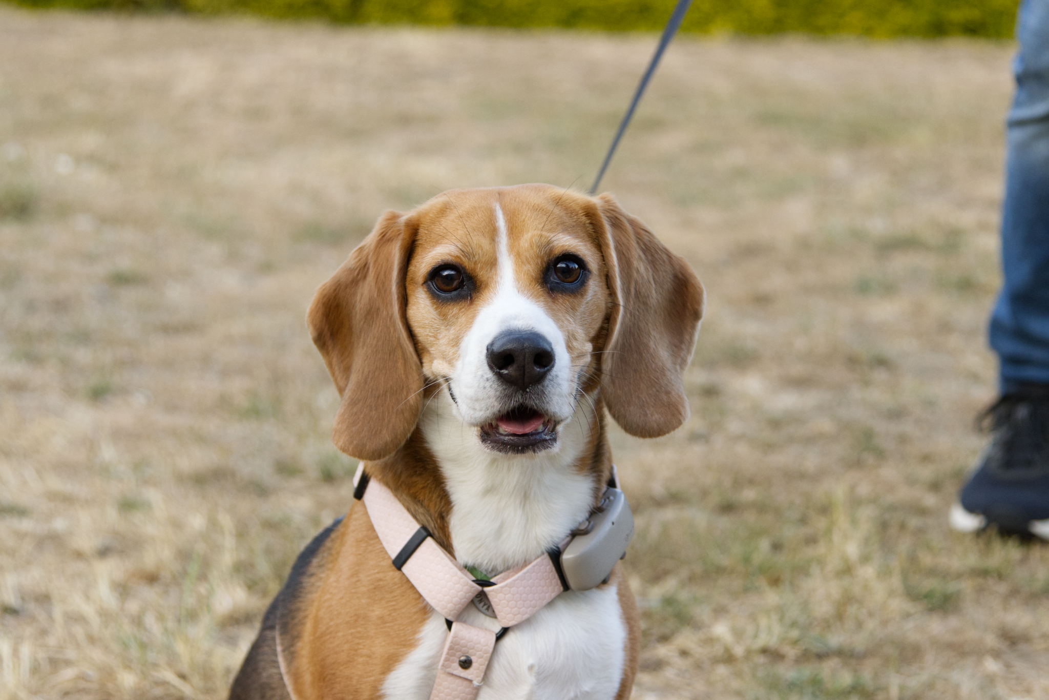 beagle looking straight at you