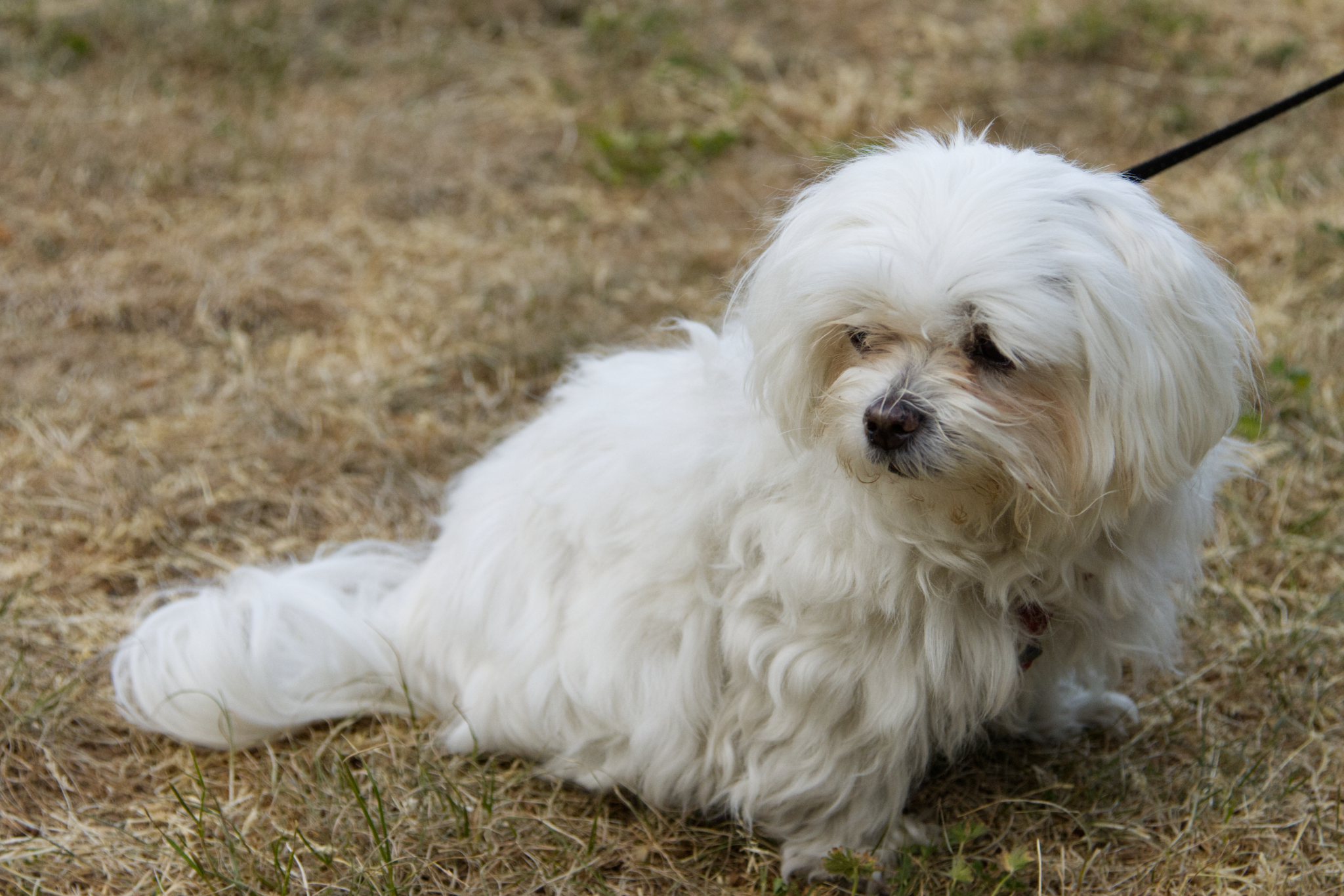 small white dog looking away