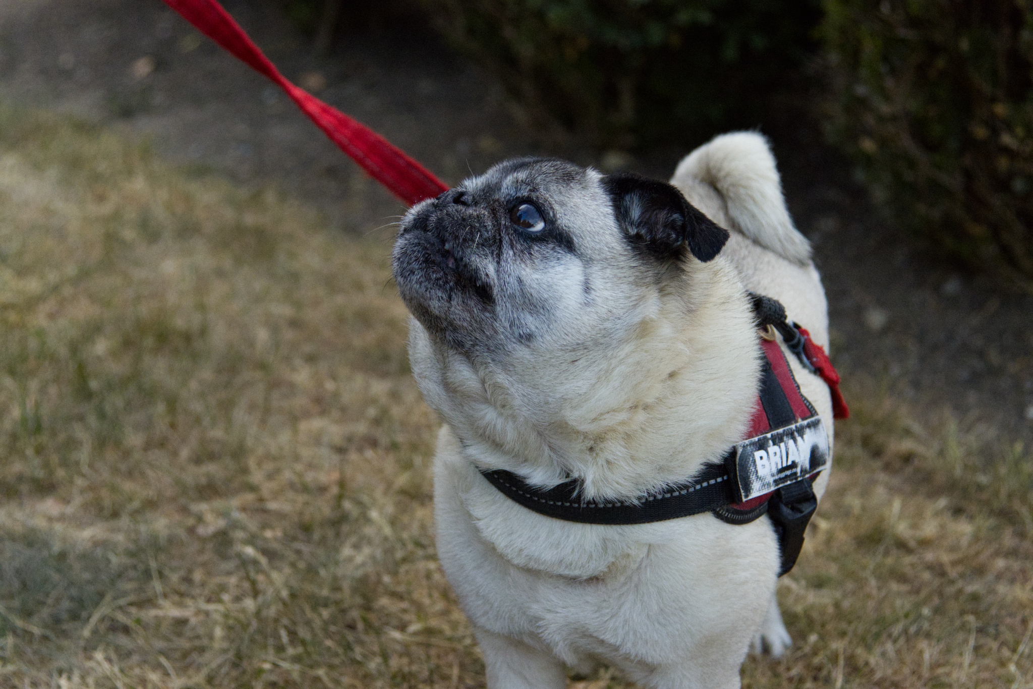 pug dog looking up its owner